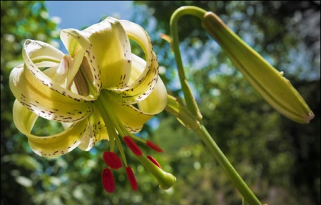 Lilium plant