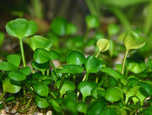 Paper Plants