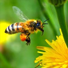 PowerPoint reproduction and organization of bees