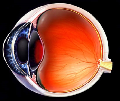 Paper network of eye tumors