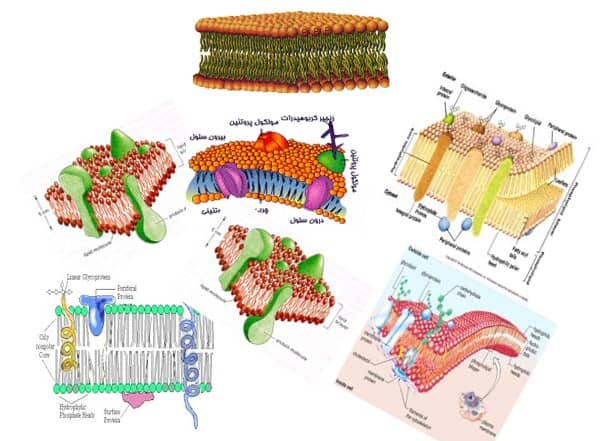 پاورپوینت بررسی غشاء سیتو پلاسمی